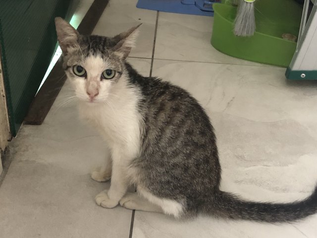 Husky - Domestic Short Hair Cat