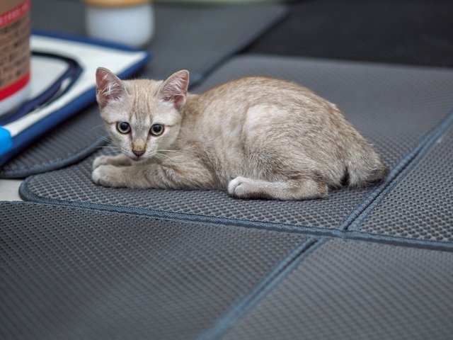 Choco - Siamese + Tabby Cat