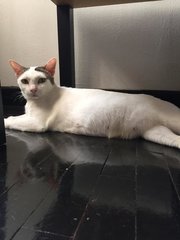 Putih - Domestic Short Hair Cat