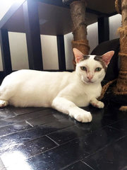 Putih - Domestic Short Hair Cat