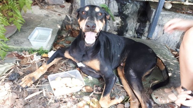 Ernest - Doberman Pinscher Mix Dog