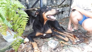 Ernest - Doberman Pinscher Mix Dog