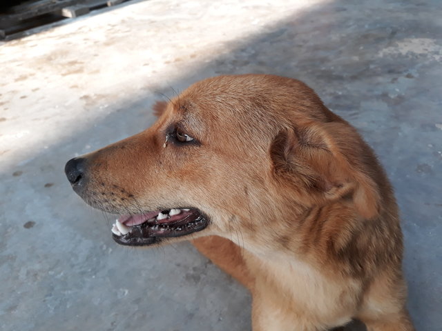 Honey - Mixed Breed Dog