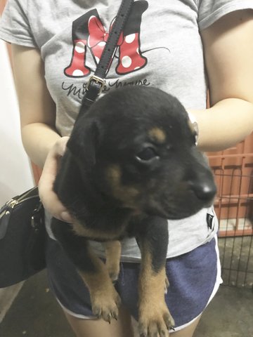 Mix Rottweiler  - Rottweiler Mix Dog