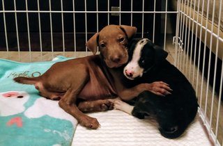 Oreo &amp; Hershey - Mixed Breed Dog