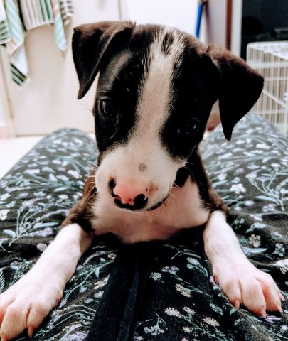 Oreo &amp; Hershey - Mixed Breed Dog