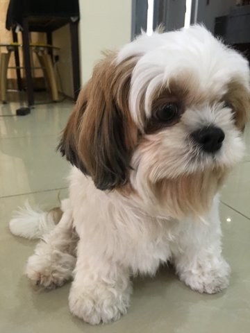 Amber - Shih Tzu Dog