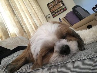 Amber - Shih Tzu Dog