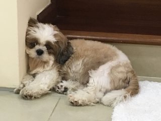 Amber - Shih Tzu Dog