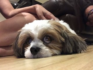 Amber - Shih Tzu Dog