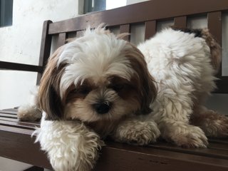 Amber - Shih Tzu Dog