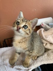 Little Ms Sunday - Independent Gal! - Tabby + Domestic Medium Hair Cat