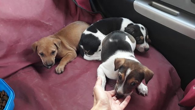 Buttons, Boo, And Bear - Mixed Breed Dog