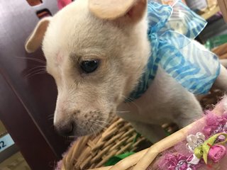 Woofus - Labrador Retriever Mix Dog