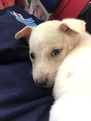 Woofus - Labrador Retriever Mix Dog