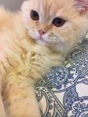 Betty - Persian + Domestic Long Hair Cat