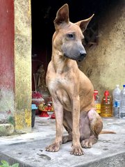 Pluto - Shar Pei Mix Dog