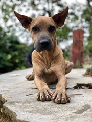 Pluto - Shar Pei Mix Dog