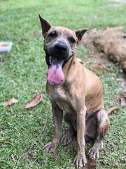 Pluto - Shar Pei Mix Dog