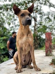 Pluto - Shar Pei Mix Dog