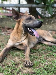 Pluto - Shar Pei Mix Dog