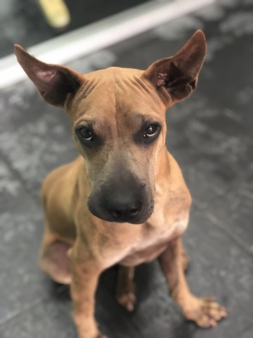 Pluto - Shar Pei Mix Dog