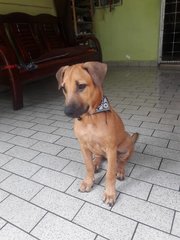 Beanie - Mixed Breed Dog