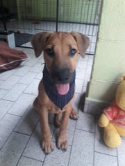 Beanie - Mixed Breed Dog