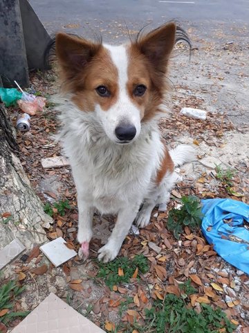 Sadie  - Border Collie Mix Dog