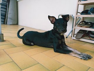 Ponyo Girl - Miniature Pinscher Mix Dog