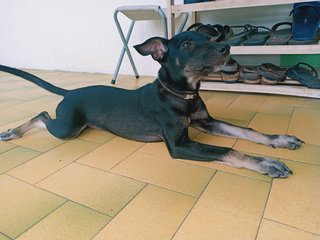 Ponyo Girl - Miniature Pinscher Mix Dog