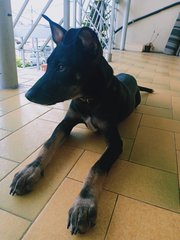 Ponyo Girl - Miniature Pinscher Mix Dog