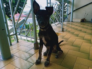 Ponyo Girl - Miniature Pinscher Mix Dog