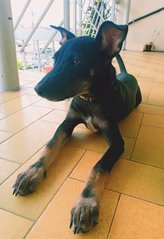 Ponyo Girl - Miniature Pinscher Mix Dog