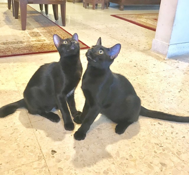 Johnny &amp; Jojo - Domestic Short Hair Cat