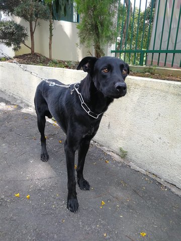 Milan - Labrador Retriever Mix Dog