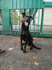 Milan - Labrador Retriever Mix Dog