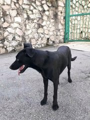 Milan - Labrador Retriever Mix Dog