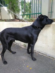 Milan - Labrador Retriever Mix Dog