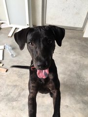 Black - Mixed Breed Dog