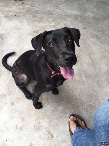 Black - Mixed Breed Dog