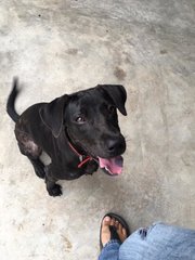 Black - Mixed Breed Dog