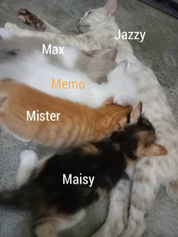 Jazzy, Memo, Max, Maisy, Mister - Domestic Medium Hair + Domestic Short Hair Cat