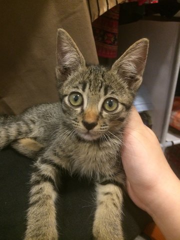 Tiger - Domestic Short Hair + Ocicat Cat