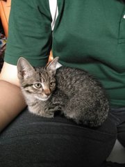 Tiger loves to chilling on our lap