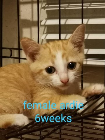 Kittens - Oriental Tabby + Calico Cat