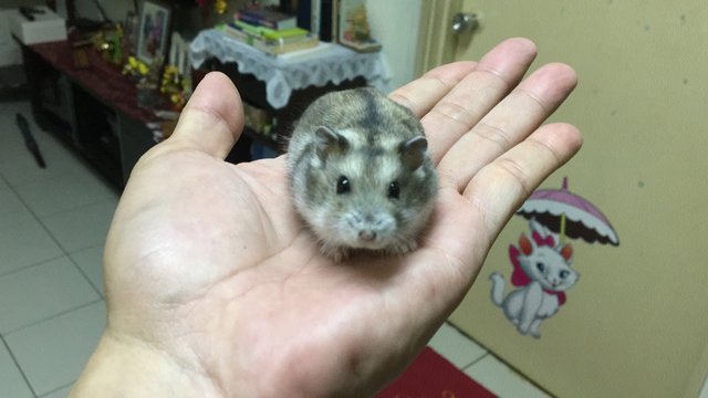 PF92923 - Striped Hamster + Short Dwarf Hamster Hamster