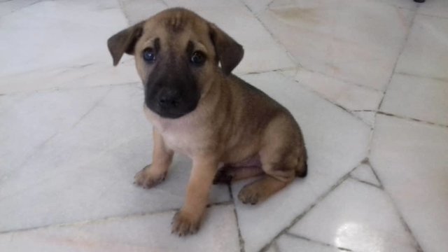 Arthur Boy - Mixed Breed Dog