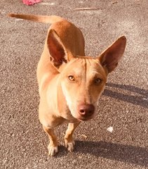 Amber  - Mixed Breed Dog