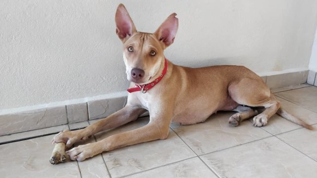 Amber  - Mixed Breed Dog